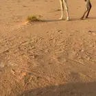 ضروبه وضحا