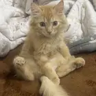 قطه انثى لتبني