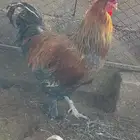 للبيع ديك براهما
