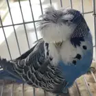 جوز بادجي انجلينزي ( تم البيع )