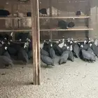 دجاج حبشي