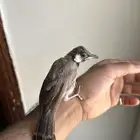 فروخ بلابيل