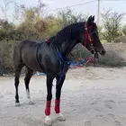 حصان شعبي شيخ