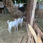 تيس وبغره