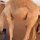 حشو طيبه