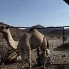 قعود للبيع