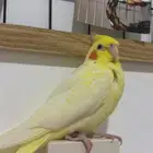 فرخ كروان اليف