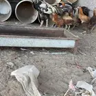 ديك فارسي السوم وصل 85 والحد 150