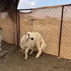 خروف بلدي