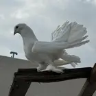 طبه رقاص ابيض
