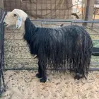 نجديه حايل طيبه ذبح ولا مقنوي