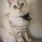قطه 10 شهور للتبني