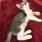 قطه تبني