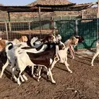 مراح معزا هولنديات