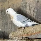 حمام زينه حب رمان