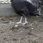 دجاج رومي