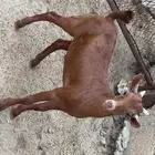 تيس بلدي