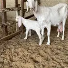 عنز مشروكه تحتها تيس