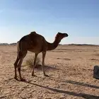جمل ركبي شرط