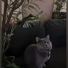 العمر سنه .. و ذكر