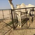 قعود حيسوني