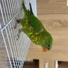 لوري سكالي ( تم البيع الله يبارك لي راعيه )