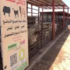 اضاحي تابي وتمارا