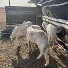 حريات للبيع