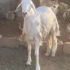 مشاريع فحول طيبه بالحيييل حريات