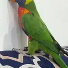 طاير اللوري مفطوم له 3 اشهر يحب للعب صوته جميل