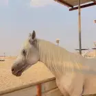 حصان شعبي