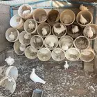 حمام فرنسي عشه