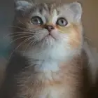 سكوتش فولد قولد تايجر