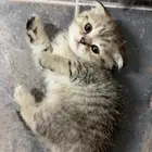 كيتن سكوتش فولد للبيع