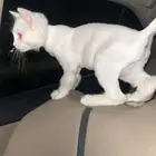 قط شيرازي للبيع عمره 3 شهور اعلى سومه