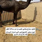 قعود فحل
