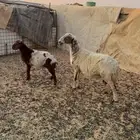 نعيميه تحته طلي ذبيحه