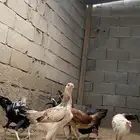 دجاج بلدي بياض