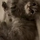 قطه صغيره للبيع