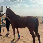 فرس انقليزيه