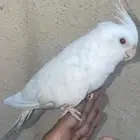 كروان اليف جدا