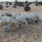 غنم مقاني رفيديات رخال جذعات كلها دفيع