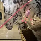 قطه شيراز مع جميع اغراضها