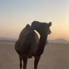 ناقتين ضرايب طيبه صفر