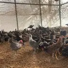 دجاج بلدي وفيومي