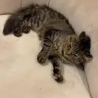 قطط