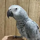 طير كاسكو اليف للبيع مع اثبات الجنس .