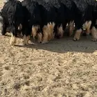7خرفان جذعان للبيع