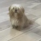 كلبه أليفه