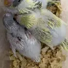 فروخ بادجي هولندي ( تم البيع )